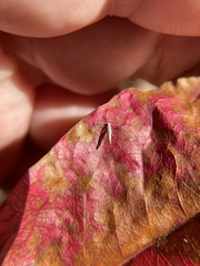 Argyresthia subreticulata