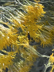 Paranapiacaba tricincta