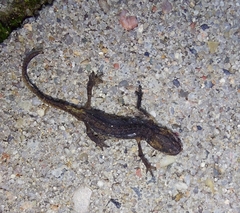 Pleurodelinae