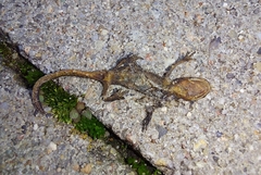 Pleurodelinae