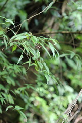Abisara fylla