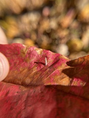 Argyresthia subreticulata