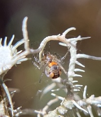 Leucauge