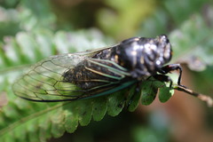 Cryptotympana facialis