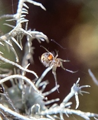 Leucauge