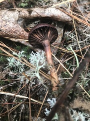 Chroogomphus vinicolor