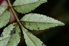 Zanthoxylum schinifolium