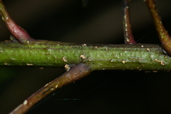 Zanthoxylum schinifolium