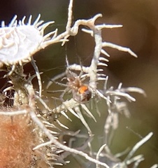 Leucauge