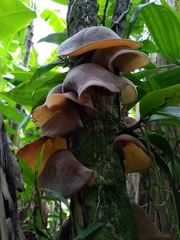Auricularia