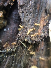 Wasmannia auropunctata