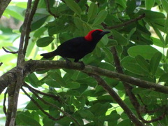 Malimbus rubricollis