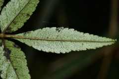 Zanthoxylum schinifolium