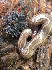 Caenoplana