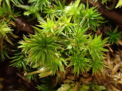 Polytrichum longisetum