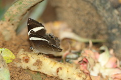 Abisara fylla