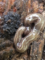 Caenoplana