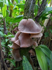 Auricularia