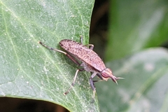 Euthycera cribrata