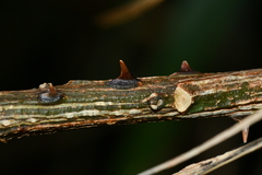 Zanthoxylum schinifolium