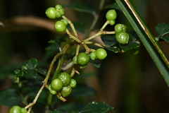 Zanthoxylum schinifolium