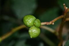 Zanthoxylum schinifolium