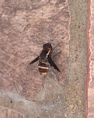 Exhyalanthrax simonae