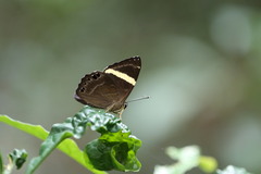 Abisara fylla