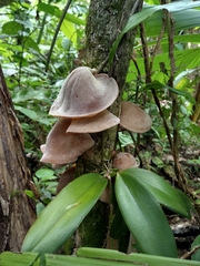 Auricularia