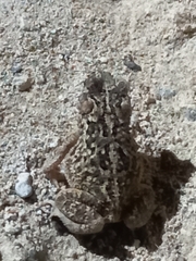 Incilius mazatlanensis