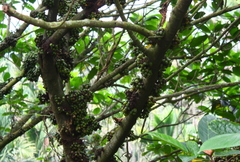 Ficus benguetensis
