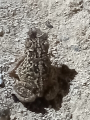 Incilius mazatlanensis