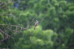 Pycnonotus sinensis formosae