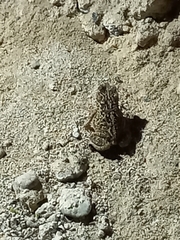 Incilius mazatlanensis