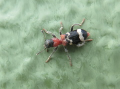 Thanasimus formicarius