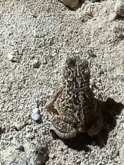 Incilius mazatlanensis