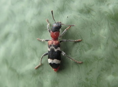 Thanasimus formicarius