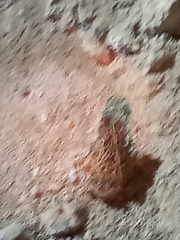 Incilius mazatlanensis