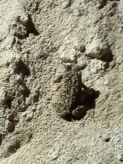 Incilius mazatlanensis