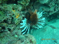 Pterois volitans