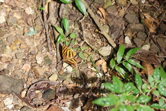 Herona marathus