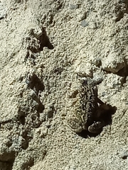 Incilius mazatlanensis