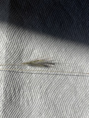 Dichanthium sericeum