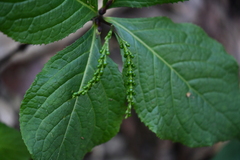 Chloranthus oldhamii
