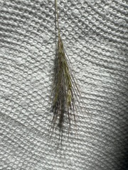 Dichanthium sericeum