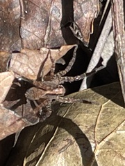 Tigrosa georgicola