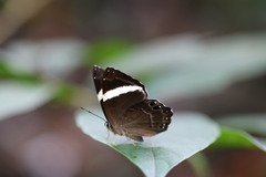 Abisara fylla