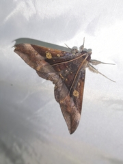 Ischyja