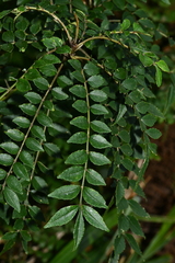 Zanthoxylum schinifolium