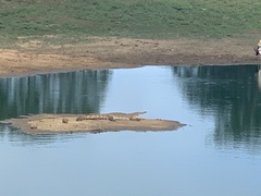 Crocodylus palustris